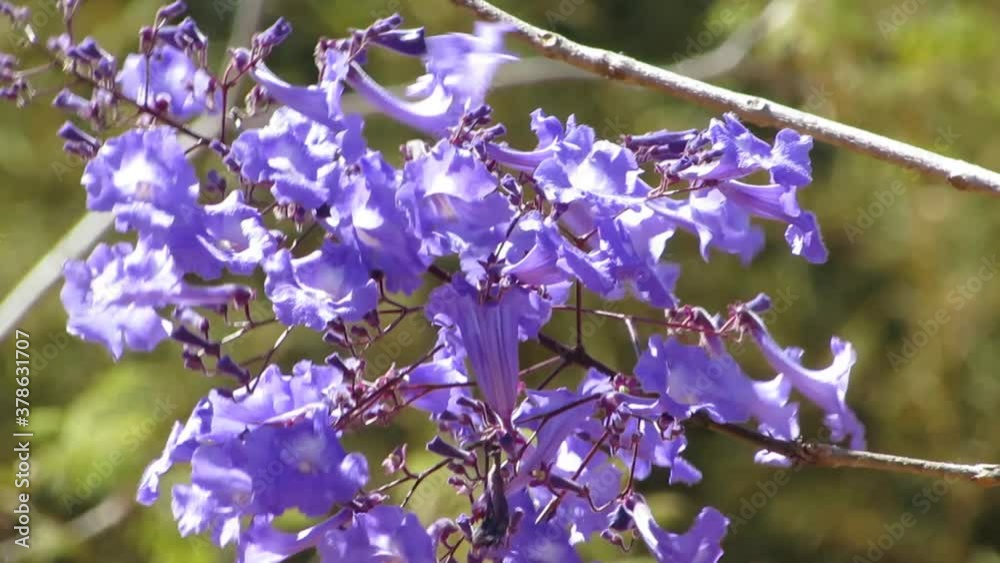 Bunch of Blue Jacaranda or fern tree (Jacaranda mimosifolia) blowing in the wind. September in brazilian savannah. Bunch of Blue Jacaranda or fern tree (Jacaranda mimosifolia) blowing in the wind. September in brazilian savannah.