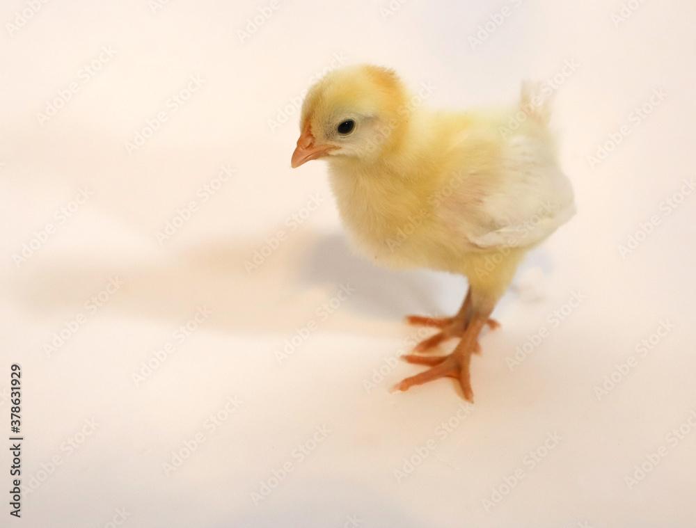 baby chicken baby chicken