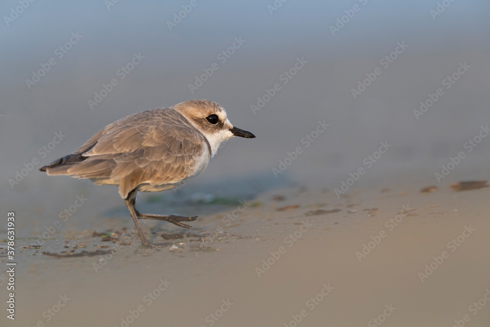 Waders or shorebirds, kentish plover on the beach Waders or shorebirds, kentish plover on the beach