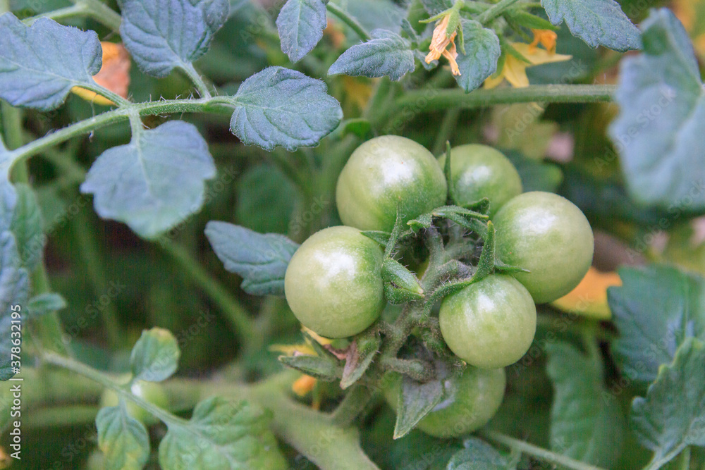 Small green tomatoes ripen in the greenhouse in summer