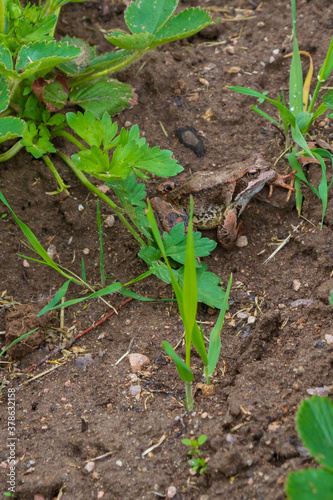 Brown spotted frog walks in the garden in summer.