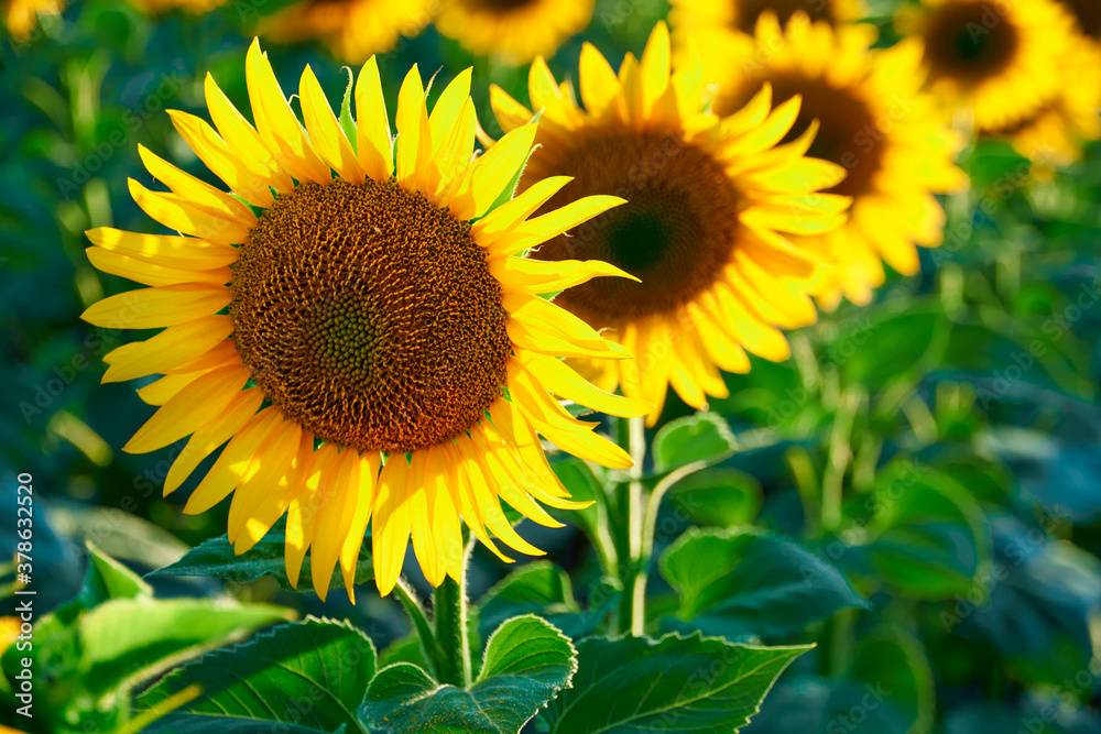 sunflower - bright field with yellow flowers, beautiful summer landscape in sunset