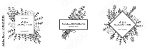 Pack of hand drawn thyme frames. Vector illustration isolated on white. Botanical herbal plant in vintage sketch style. Thymus vulgaris.