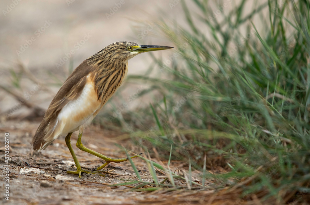 Squacco Heron at Adhari area, bahrain Squacco Heron at Adhari area, bahrain
