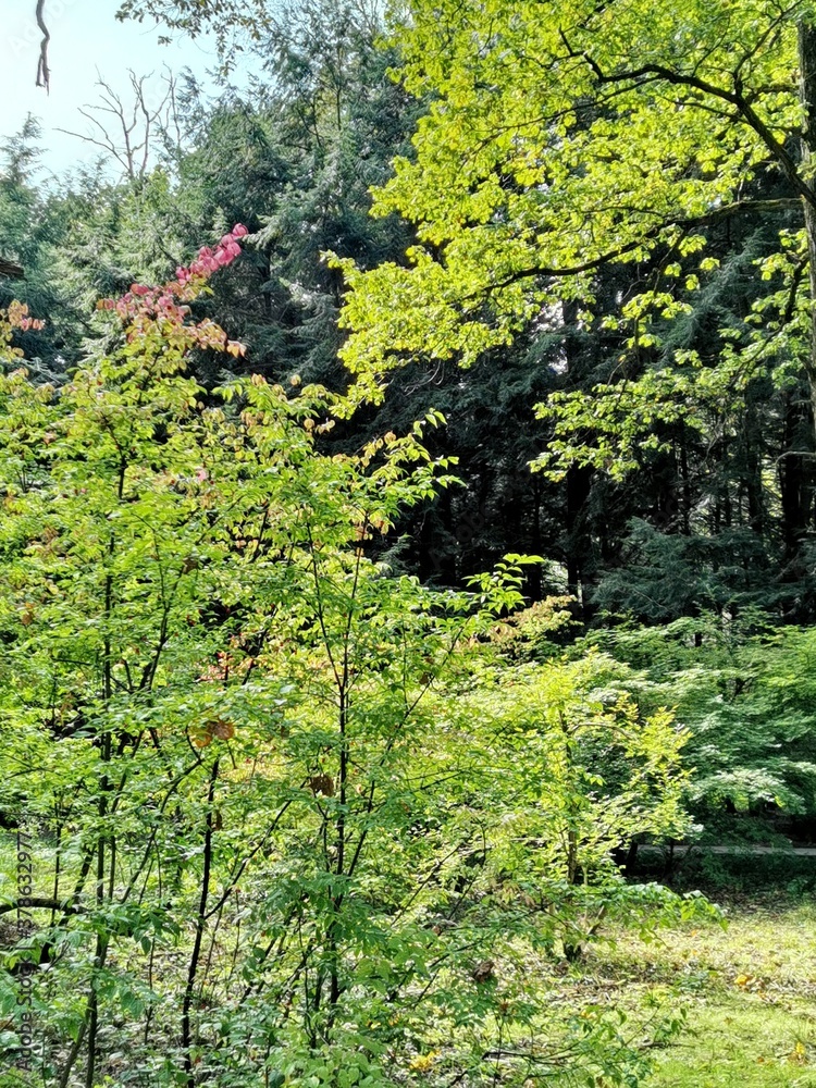 trees in the forest