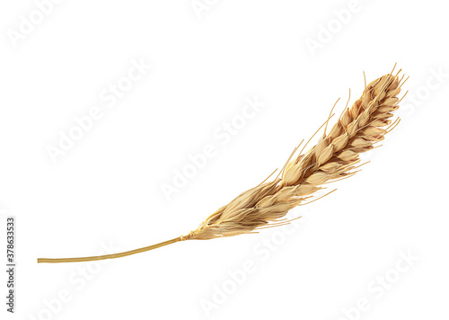 ripened wheat spike on a white background