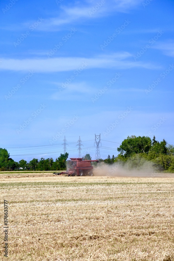 Fototapeta premium A combine is seen harvesting wheat