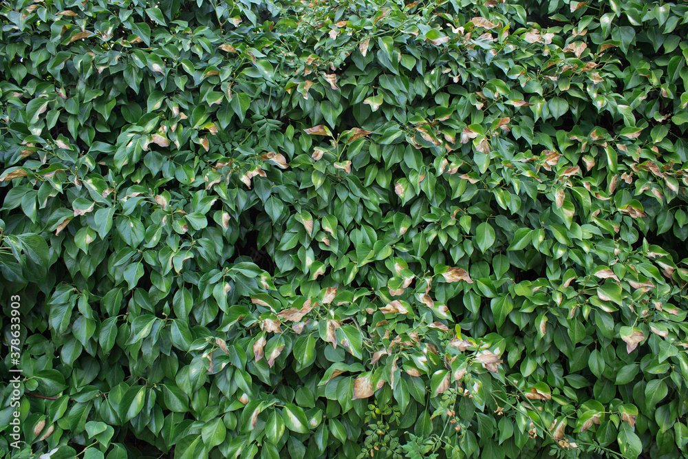 Huge green plant with fall-darkened leaves. A leafy ivy texture as background.