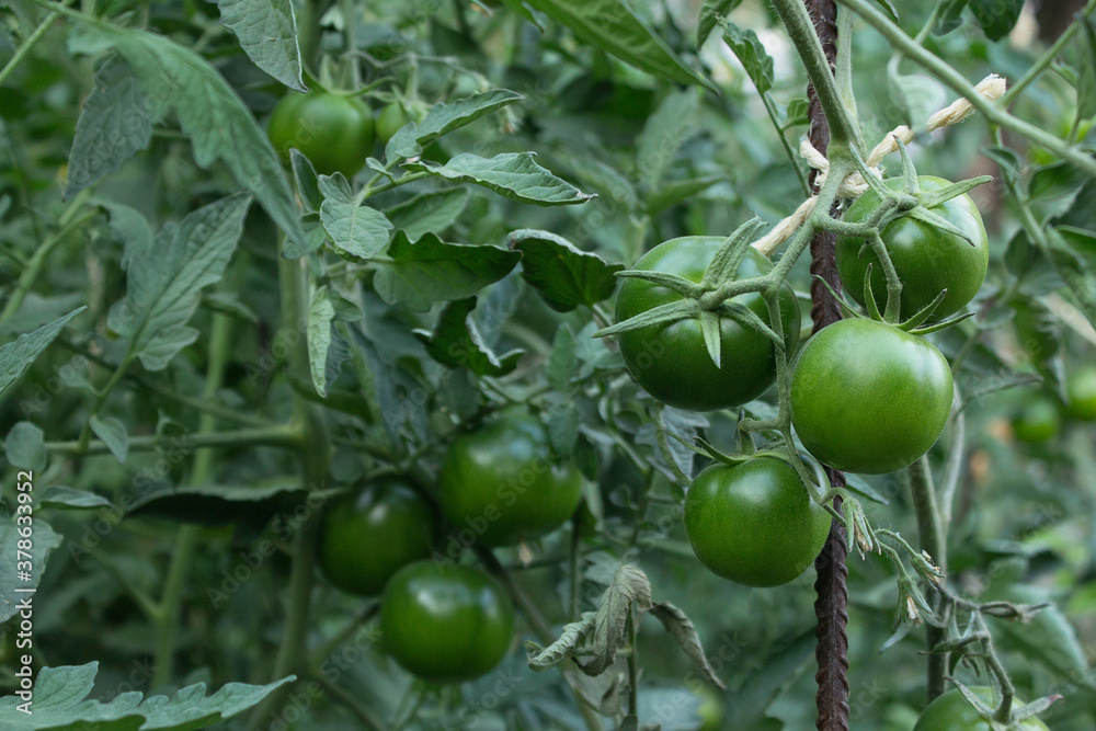 A tomato plant tied with a rope to an iron rod in a vegetable garden full of green tomatoes. Fruit production in sustainable home gardens.