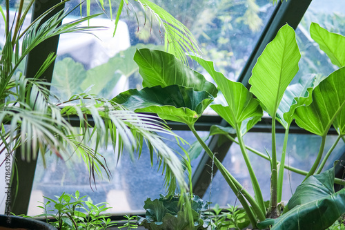 Taro plants planted in greenhouses. Latin name Colocasia esculenta