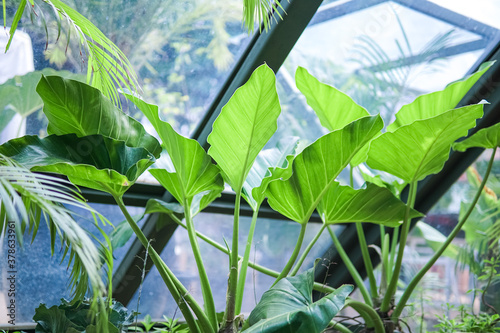 Taro plants planted in greenhouses. Latin name Colocasia esculenta