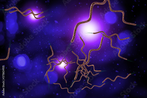 Spirilla Bacteria 3D Illustration photo