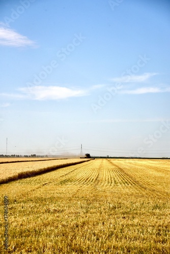 A combine is seen harvesting wheat © Murray