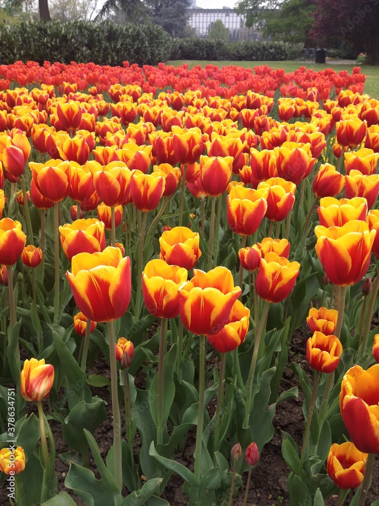 tulips tulips
