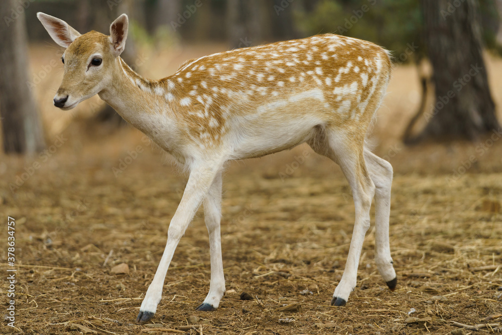 Fallow Deer (Dama Dama) standing on the meadow with forest in the background Fallow Deer (Dama Dama) standing on the meadow with forest in the background
