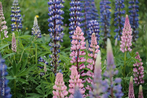 Shot of lupin flowers photo