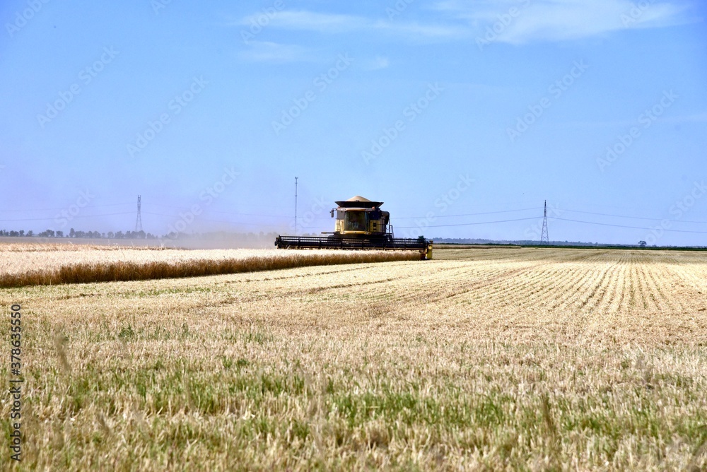 Fototapeta premium A combine is seen harvesting wheat in a Manitoba field