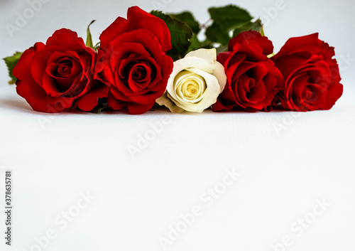 Red and white roses in colors of Latvian flag arranged in a line on white background.