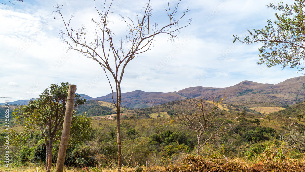 Obraz premium pine tree in the mountains