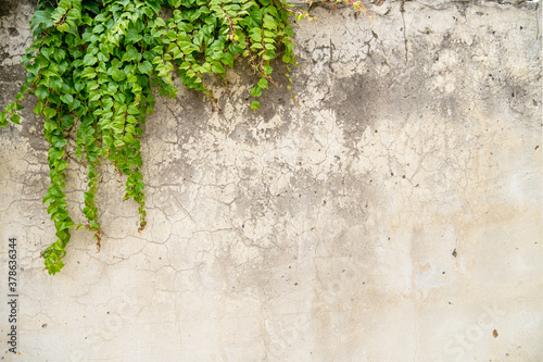 Light concrete wall with cracks and dirty spots and fresh green creepers on it as a frame, background for text
