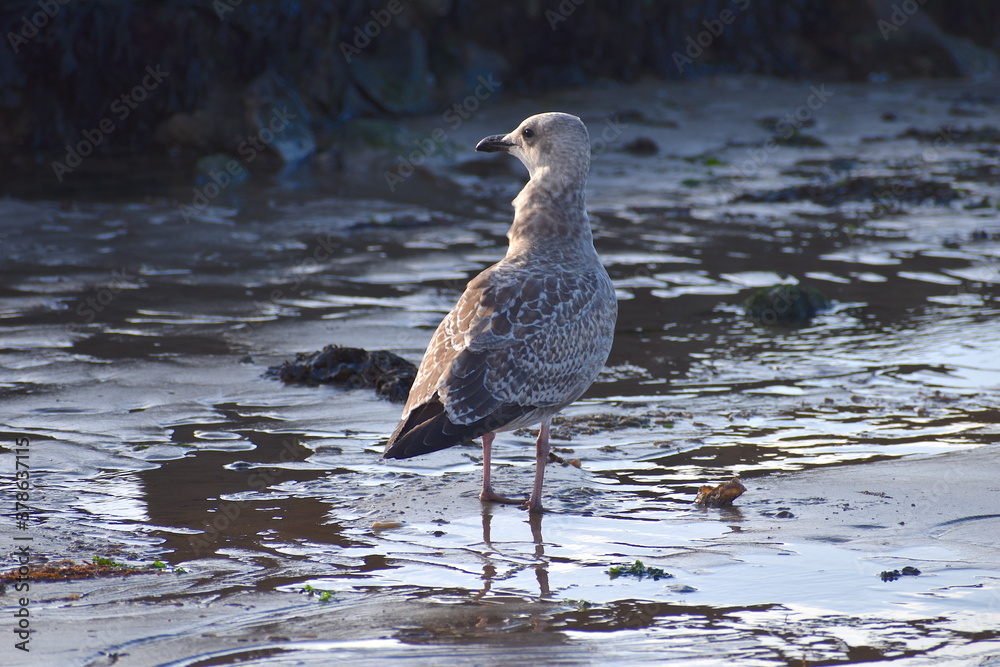 Juvenile American herring gull is big noisy bird found around the UK