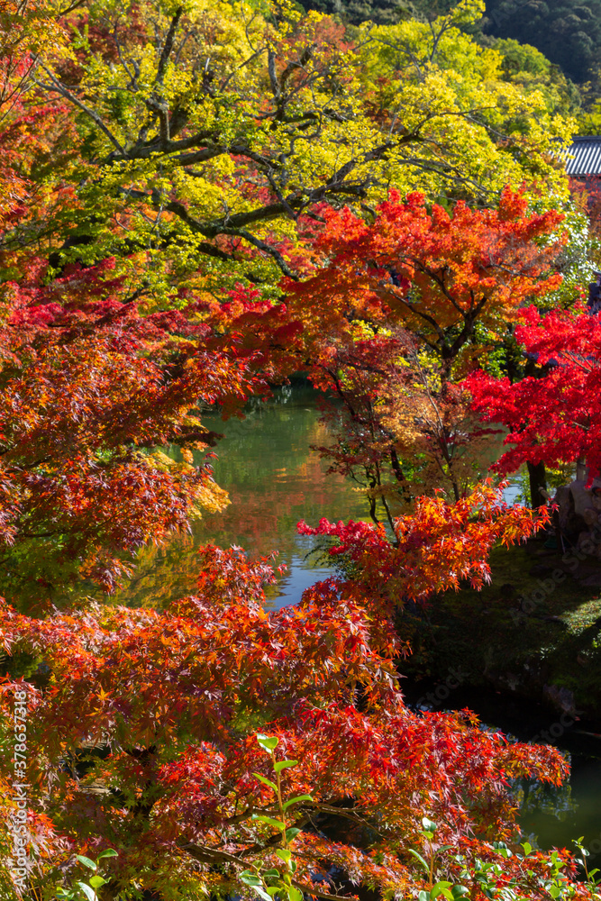 Beautiful multi colored garden in Kyoto (Japan)