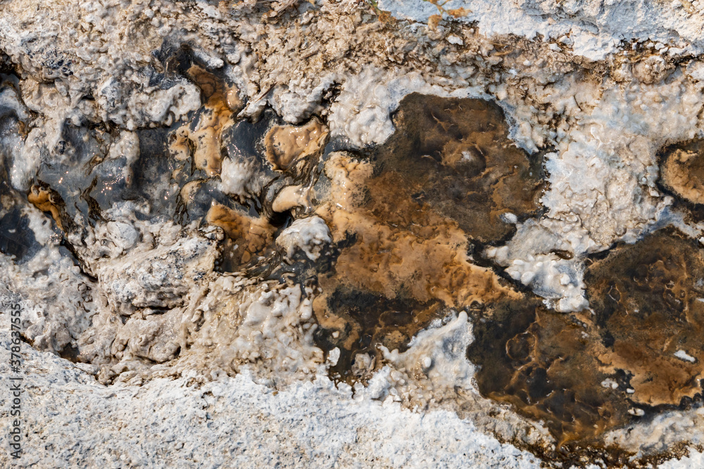 Thermophilic Bacterial mats at Yellowstone National Park