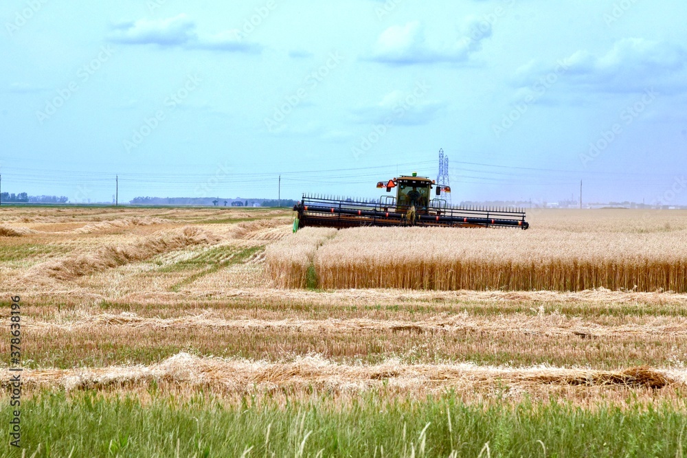 Fototapeta premium A swather is seen cutting wheat