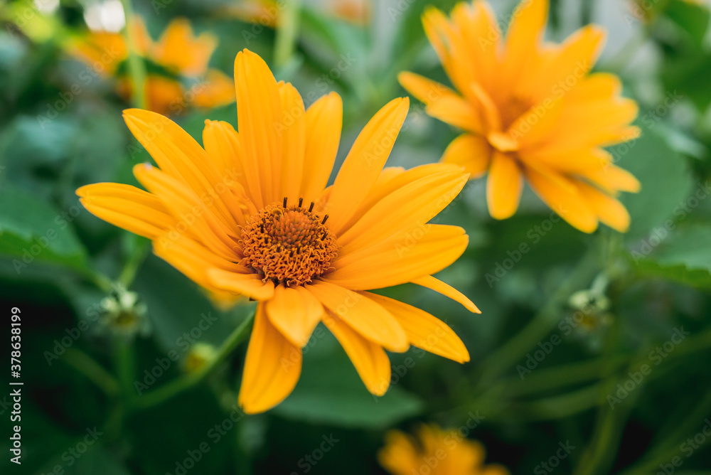 yellow Heliopsis flower/yellow Heliopsis flower in the garden among the greenery yellow Heliopsis flower/yellow Heliopsis flower in the garden among the greenery