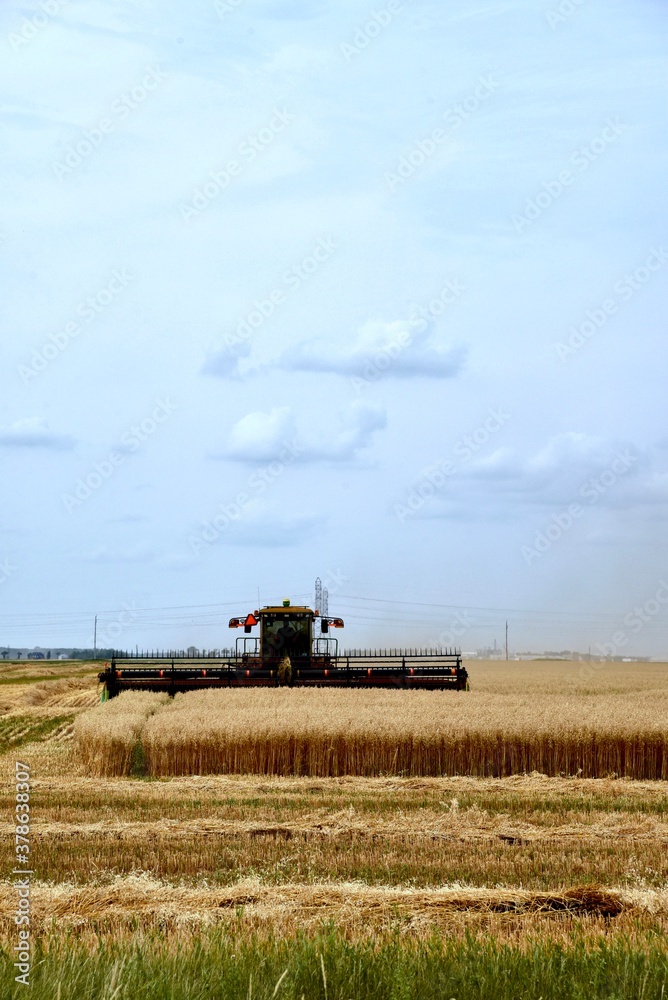 Naklejka premium A swather is seen cutting wheat