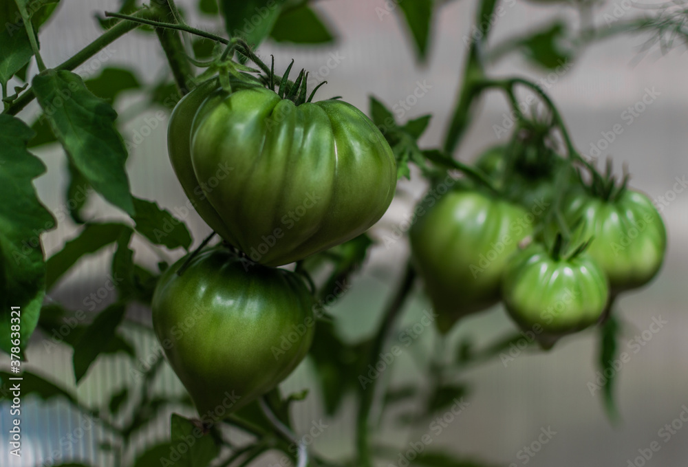 green unripe large tomatoes grow on branches among the leaves in greenhouse, harvest