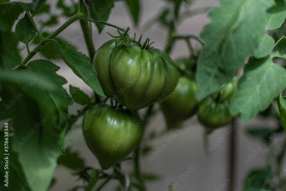 green unripe large tomatoes grow on branches among leaves in greenhouse, harvest green unripe large tomatoes grow on branches among leaves in greenhouse, harvest