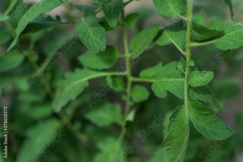 Wallpaper Mural green rough tomato leaves in a greenhouse Torontodigital.ca