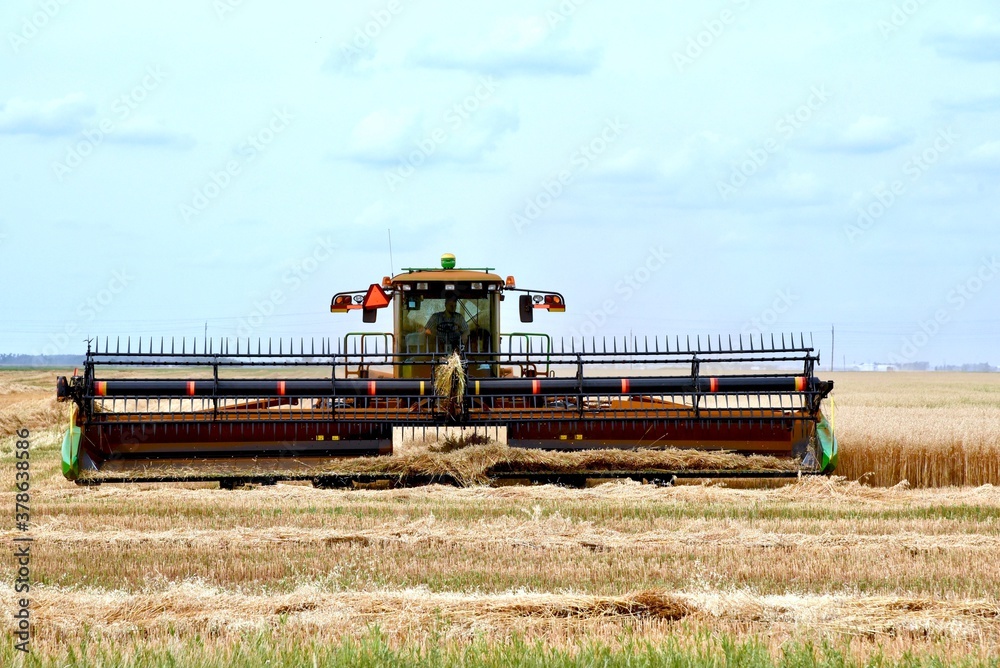 Fototapeta premium close up of a swather cutting Manitoba wheat
