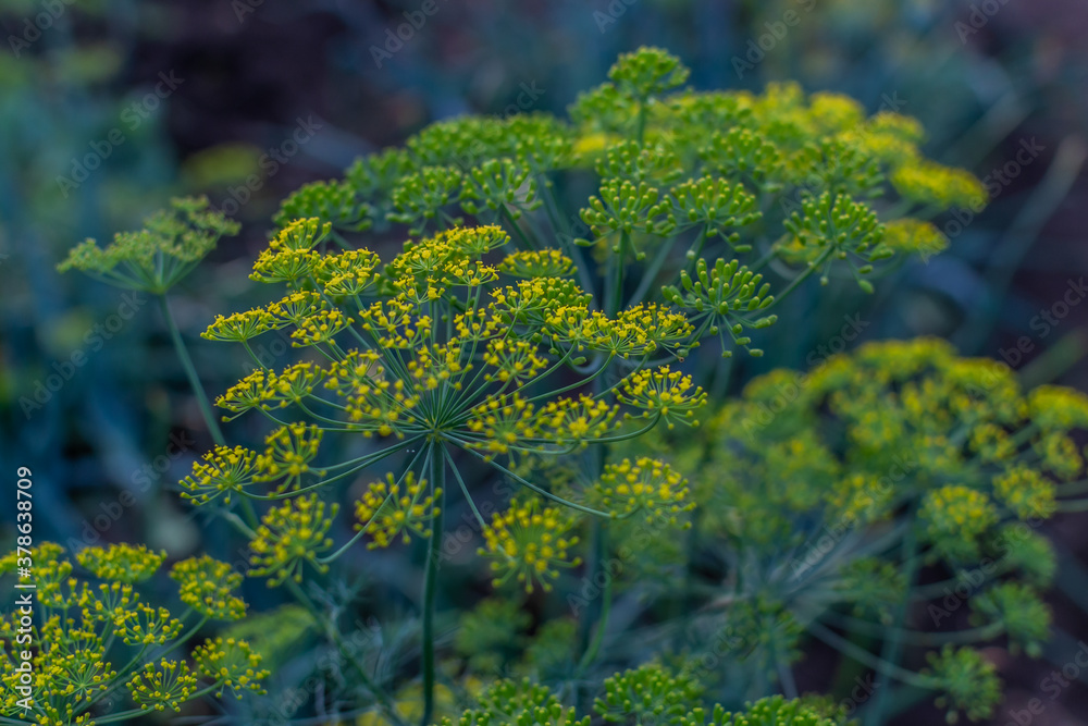 Naklejka premium yellow dill umbrellas with seeds in a green blue vegetable garden