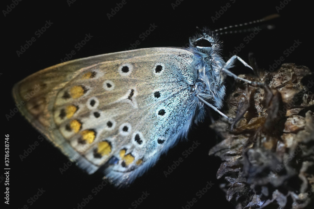 Obraz premium Nahansicht eines Schmetterlings - Bläuling