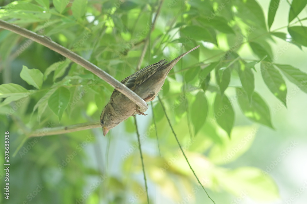 Fototapeta premium Bird on a branch
