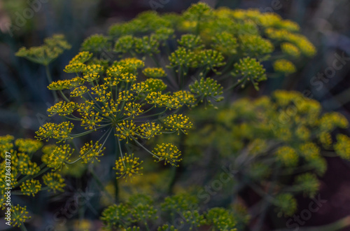 yellow dill umbrellas with seeds in a green vegetable garden in light of sun