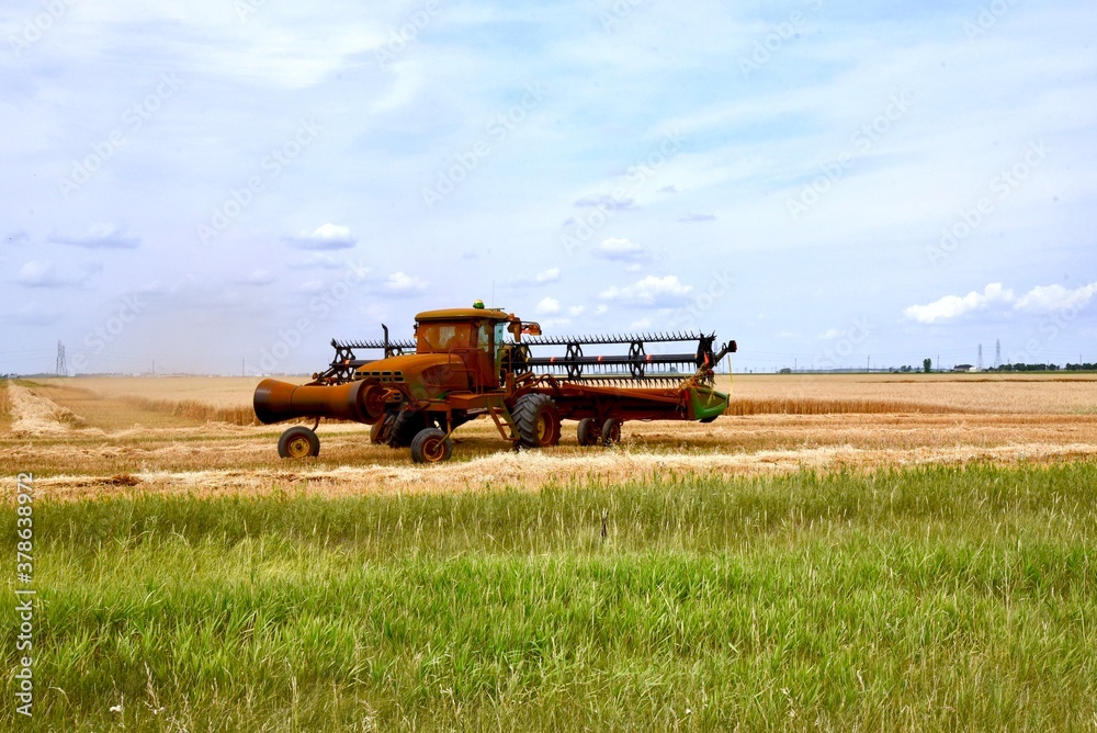 Fototapeta premium close up of a swather cutting Manitoba wheat