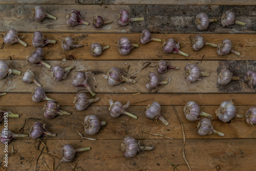 heads of garlic are dried on wooden boards in greenhouses, harvesting