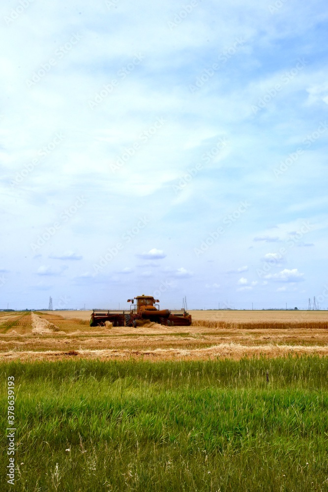 Fototapeta premium swather cutting Manitoba wheat