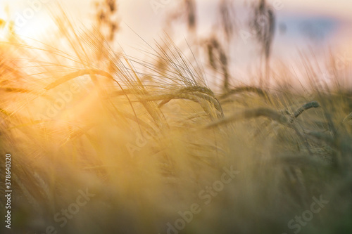 Detail of golden wheat field at sunset. Selective focus, low DOF. 