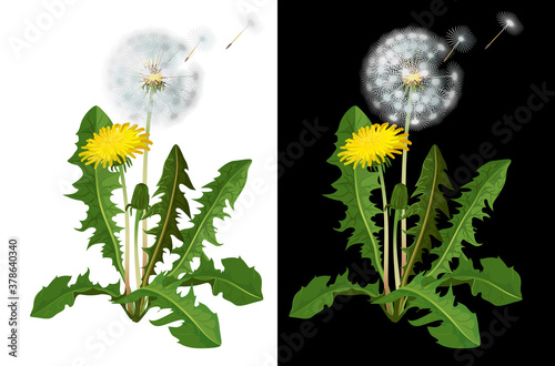 Dandelion flower isolated. Yellow spring flower. Taraxacum, blowball realistic illustration.
