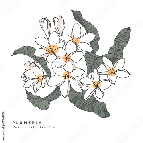 Hand draw vector lplumeria flowers illustration. Botanical floral card on white background.