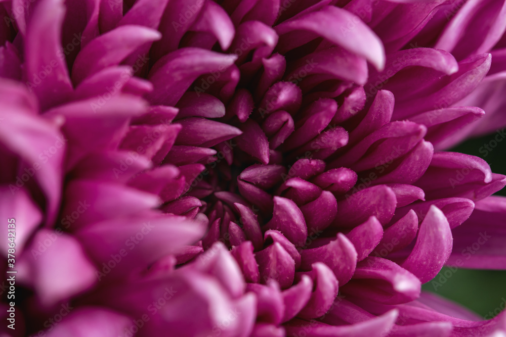 Purple chrysanthemum macro. Top view of lilac chrysanthemum petals. Full frame without an empty field. Floral autumn background.
