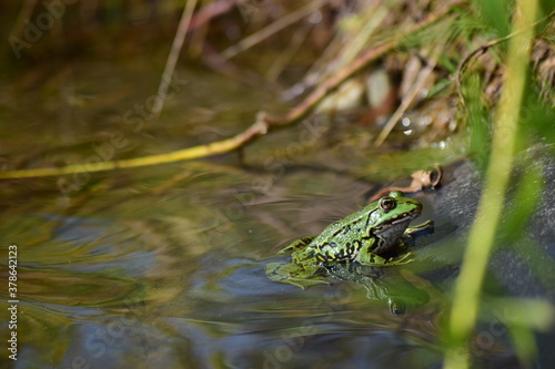 Frosch im Teich, beim Golfplatz Bad Waldsee