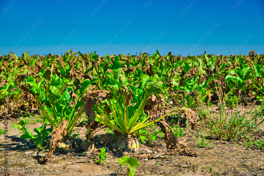 Problem with farming, disease and drought. The concept of a natural disaster in agriculture. Dry, damaged sugar beet leaves.