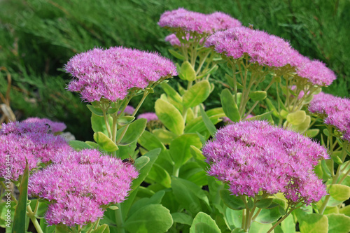 Luxuriantly blooming pink stonecrop  in rockeries in the Summer garden close-up. photo