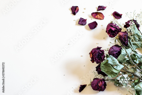 Dry rose flowers and gypsofila on the white background. Seasonal dry plants photo for any design purpose. photo