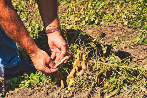 Harvesting beans. Agriculture and farming concept. Farmers collect beans with special equipment. Modern agriculture.